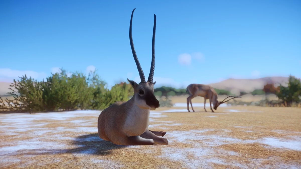 Planet Zoo — Chiru - Tibetan antelope - a new species