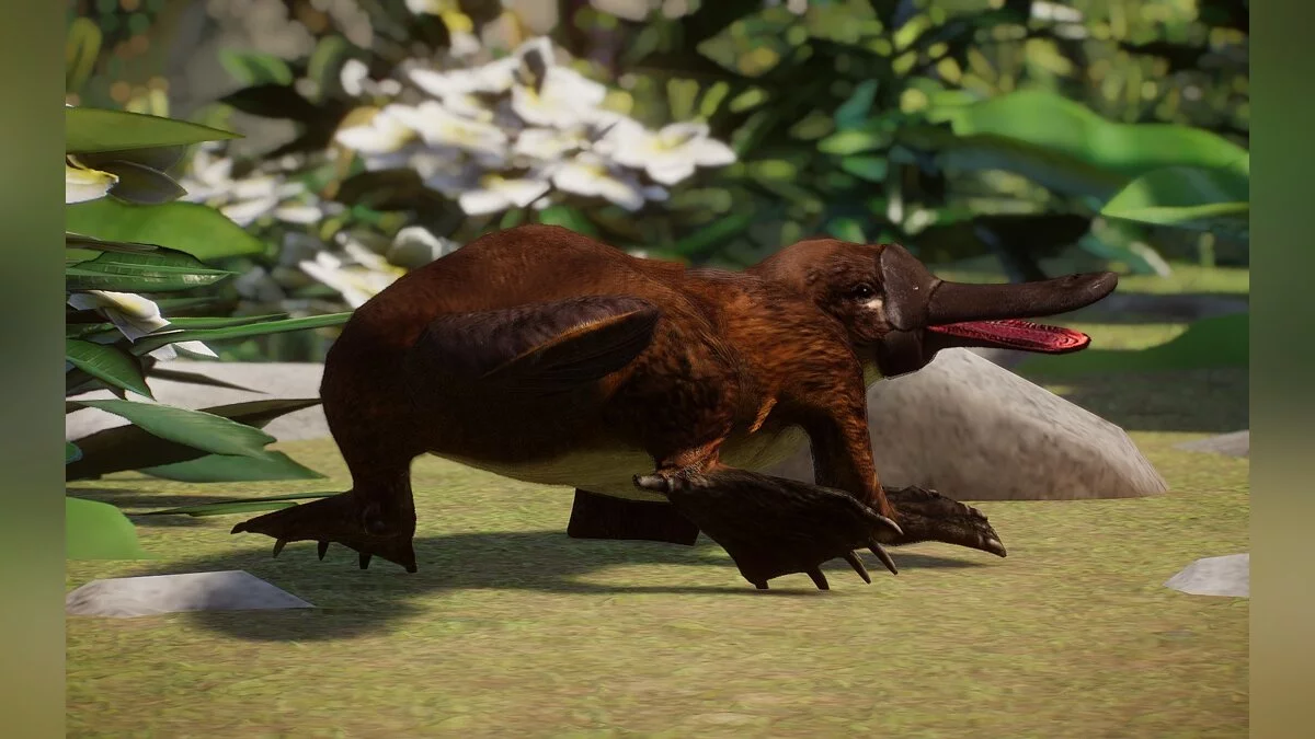 Planet Zoo — Nueva especie: ornitorrinco