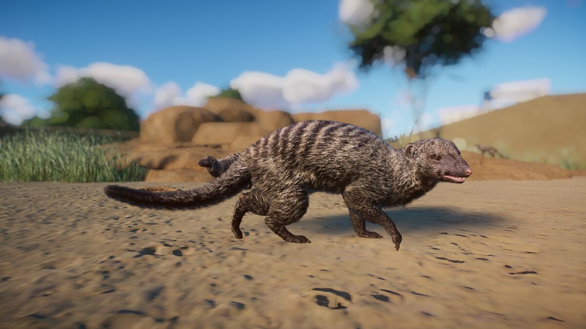 Planet Zoo — Striped mongoose