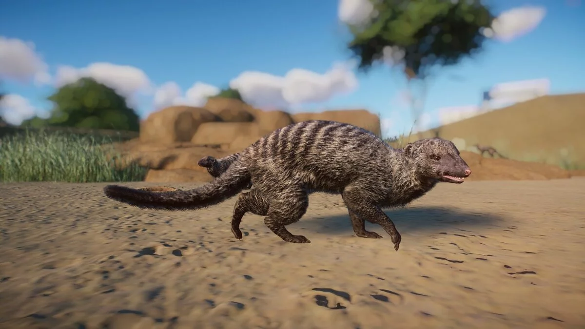 Planet Zoo — Striped mongoose