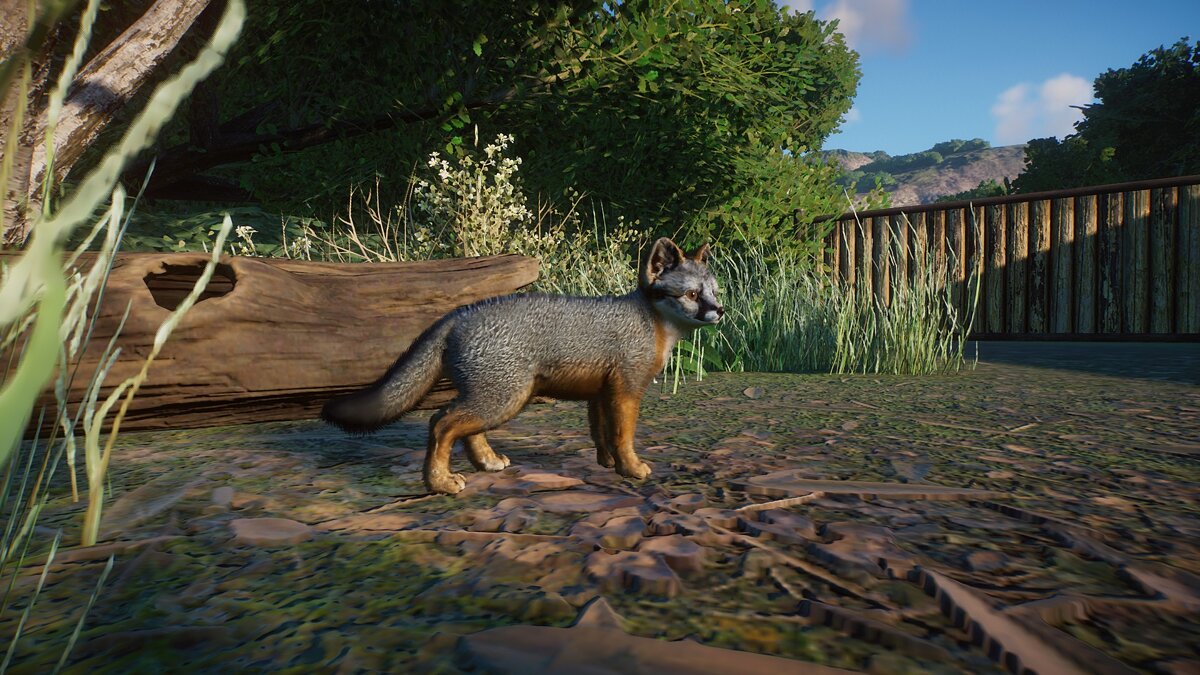 Planet Zoo — Santa Cruz Island fox - new species