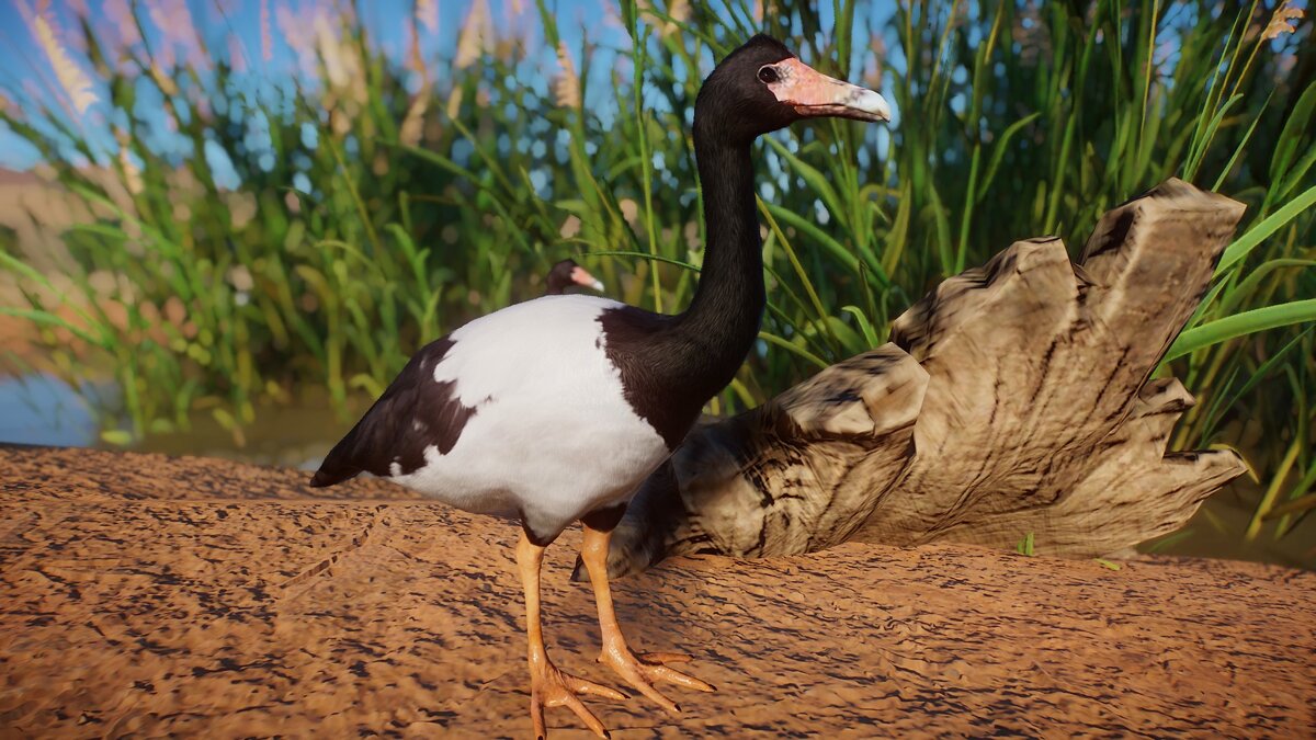 Planet Zoo — Magpie goose - a new species