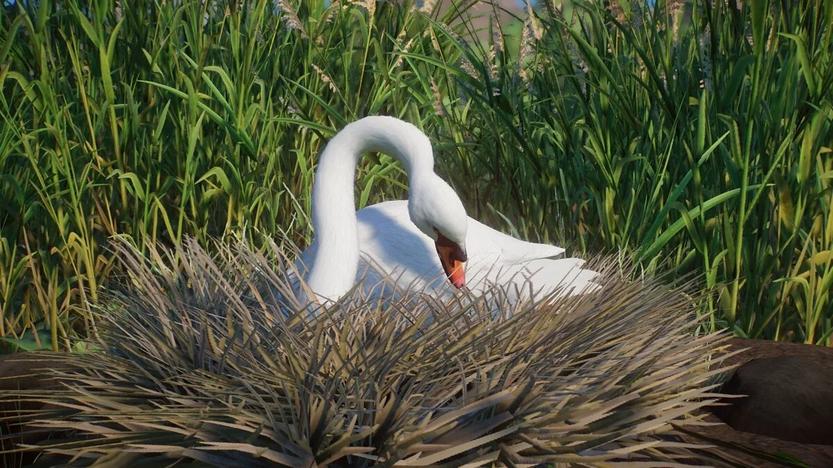 Planet Zoo — Labod grbec - nova vrsta