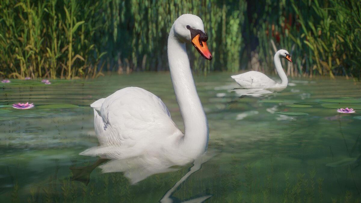 Planet Zoo — Mute swan - new species