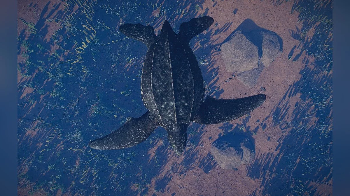 Planet Zoo — New species - leatherback sea turtle