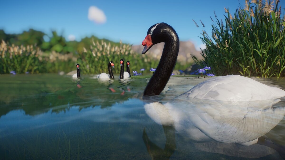 Planet Zoo — Black-necked swan - new species