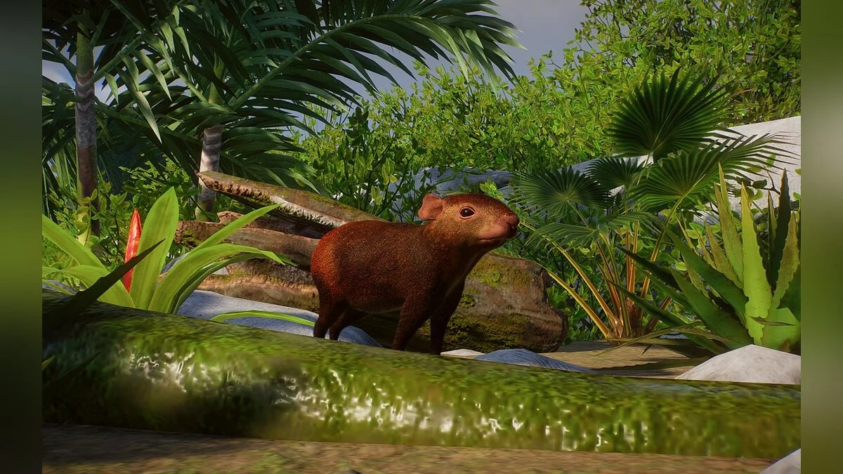 Planet Zoo — New Species - Red Spiked Agouti