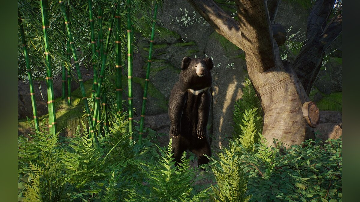 Planet Zoo — New species - sloth bear