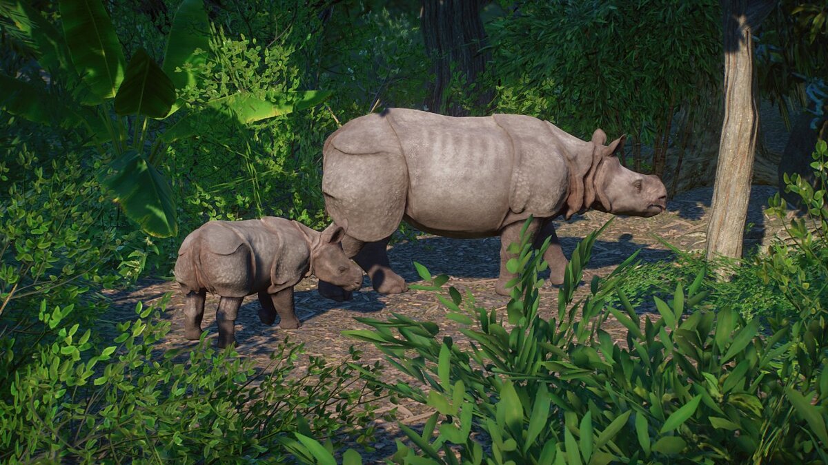 Planet Zoo — Javan rhinoceros - new species