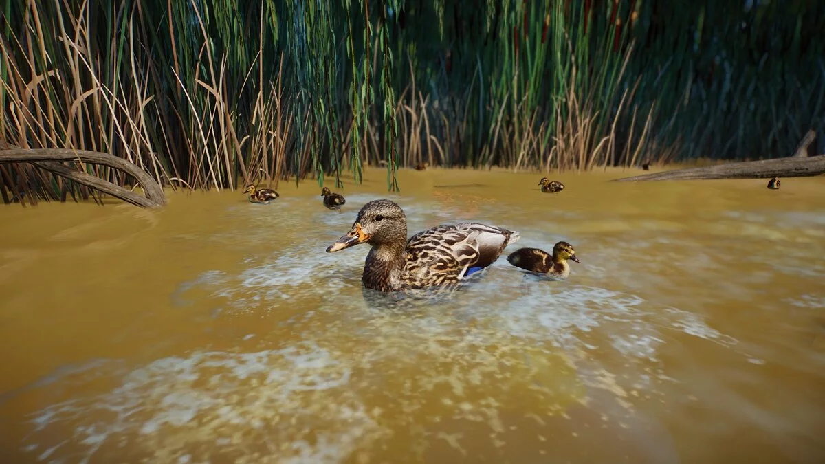 Planet Zoo — Качка кряква - нові види