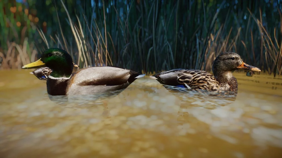 Planet Zoo — Mallard duck - new species