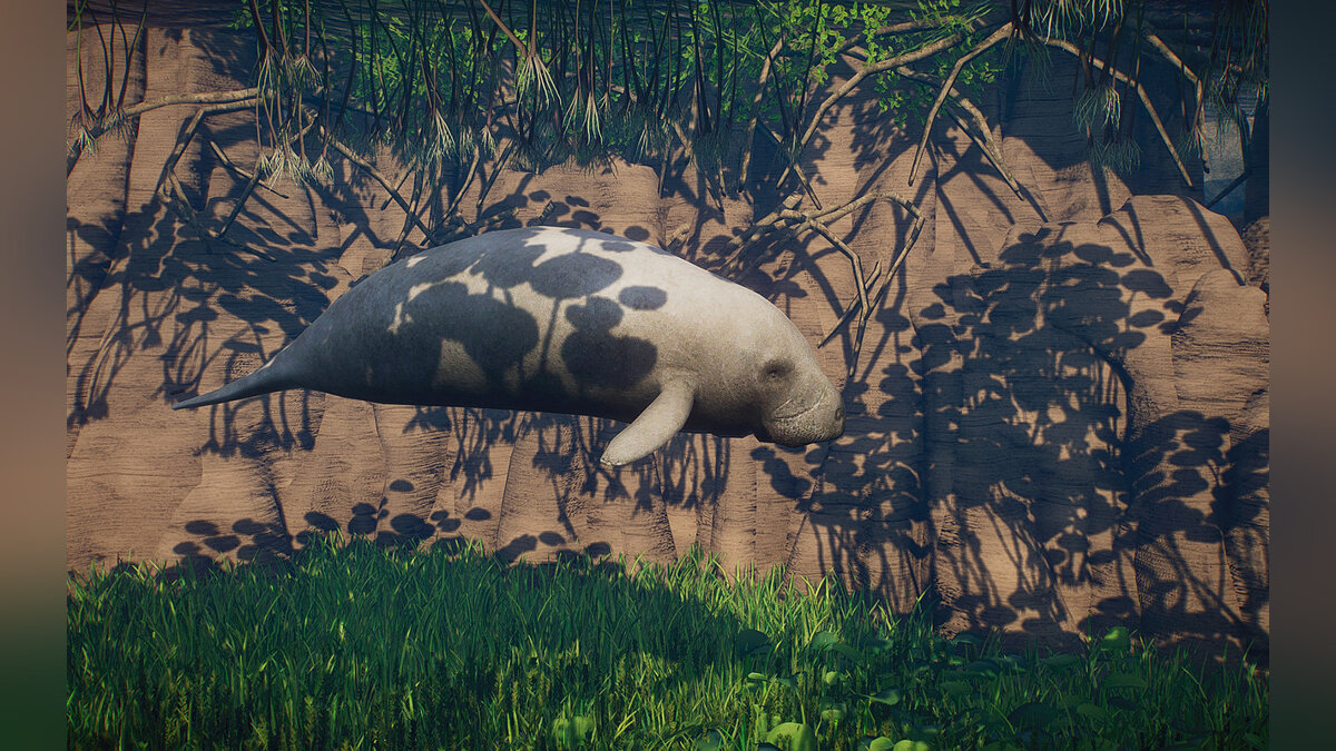 Planet Zoo — New species - West Indian manatee