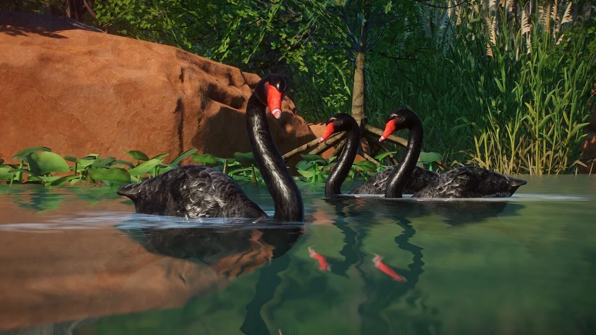 Planet Zoo — Cisne negro - nueva especie