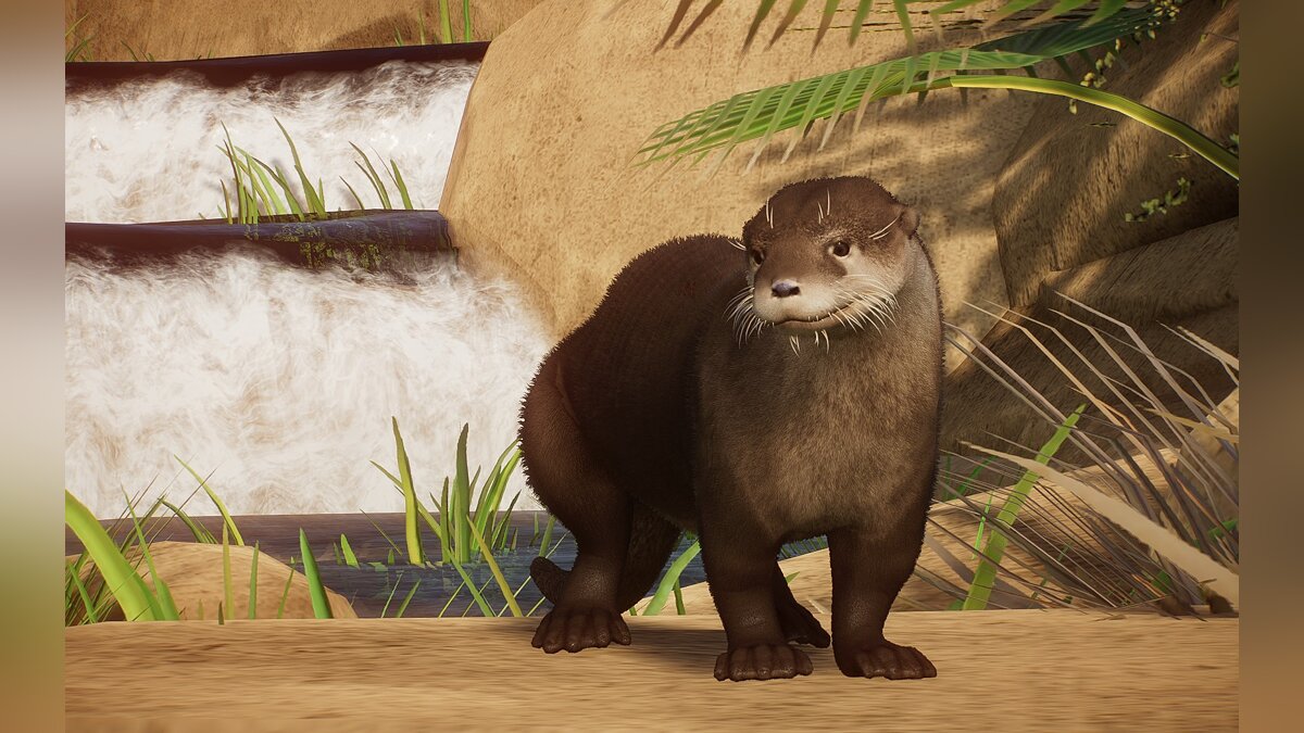 Planet Zoo — New species - Asian small-clawed otter