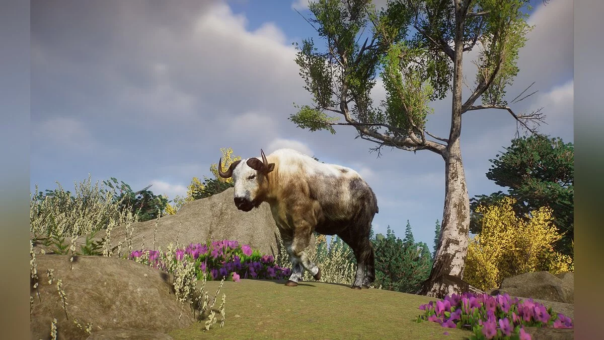 Planet Zoo — New species - Sichuan Takin