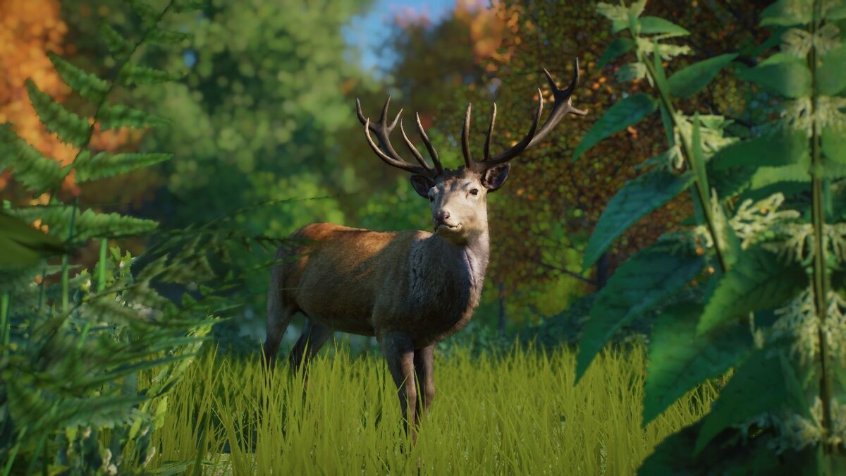 Planet Zoo — Red deer - new species