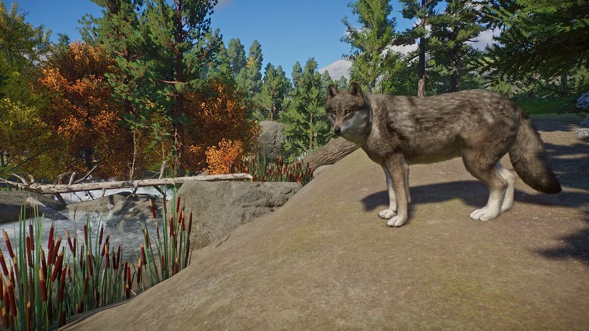 Planet Zoo — Eurasian wolf - new species