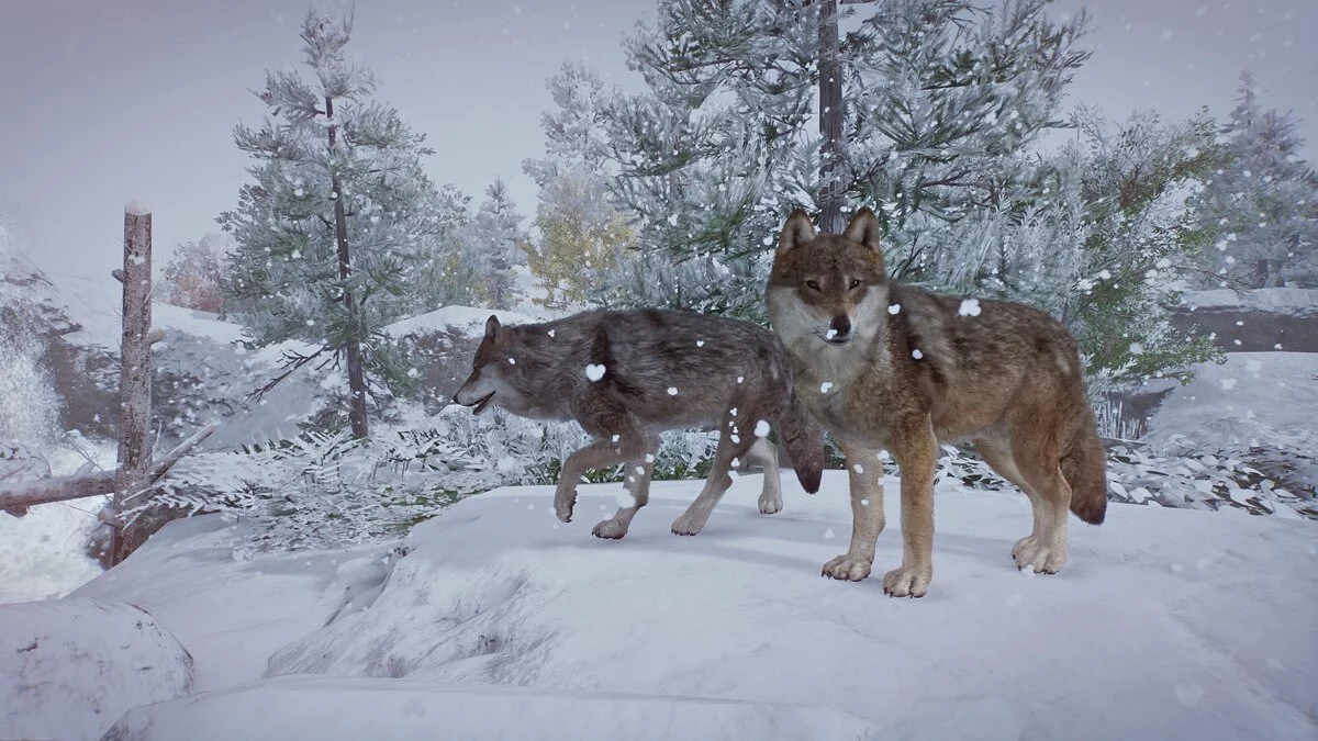 Planet Zoo — Евразийский волк - новые виды