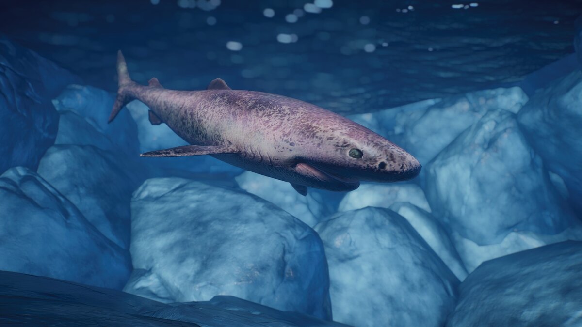 Planet Zoo — Greenland shark - a new species