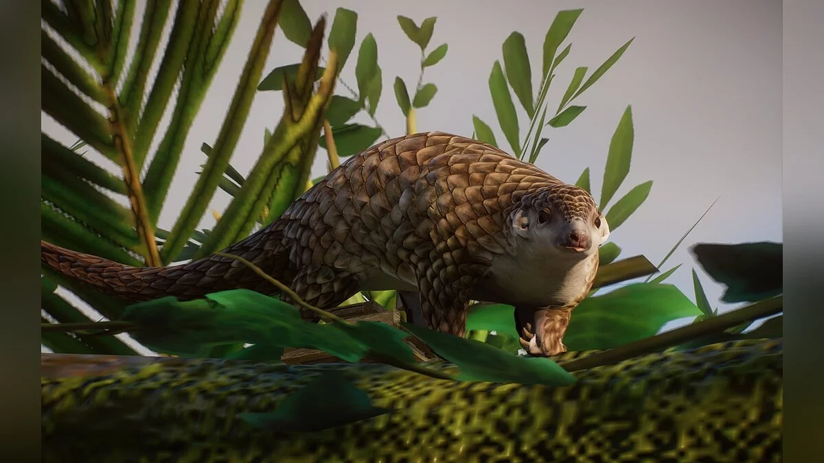 Planet Zoo — New species - White-bellied pangolin