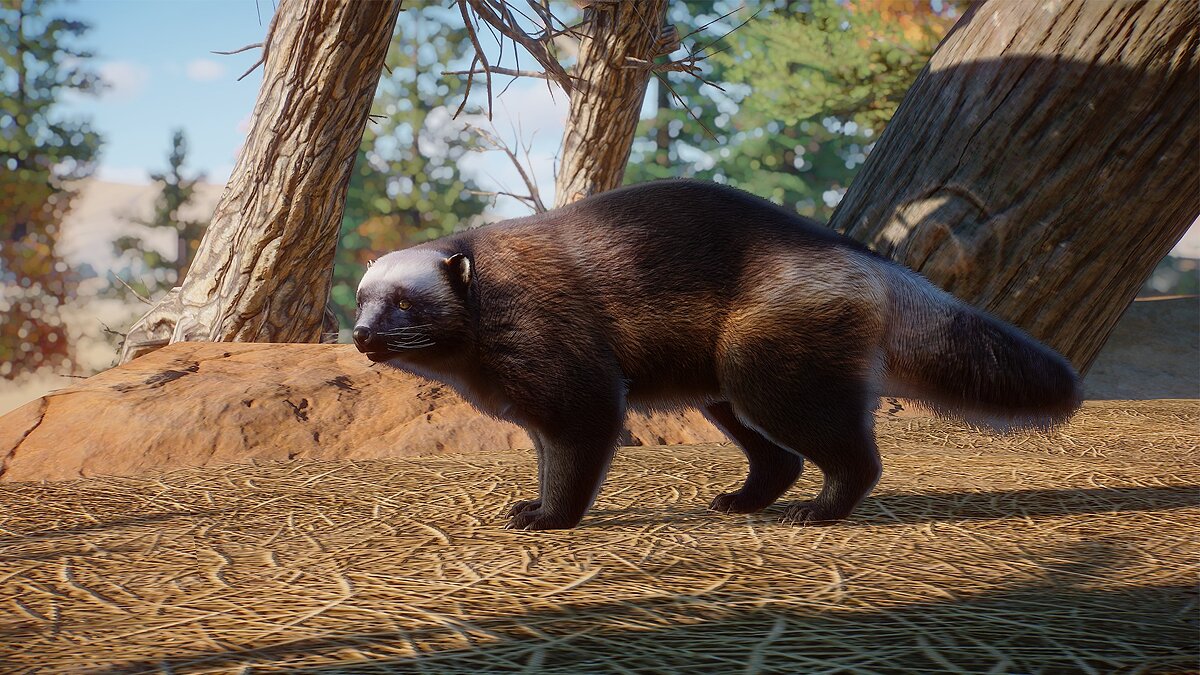 Planet Zoo — American wolverine - new species