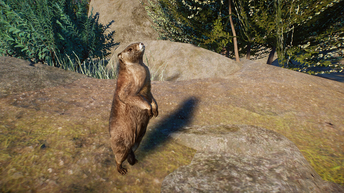 Planet Zoo — Yellow-bellied marmot