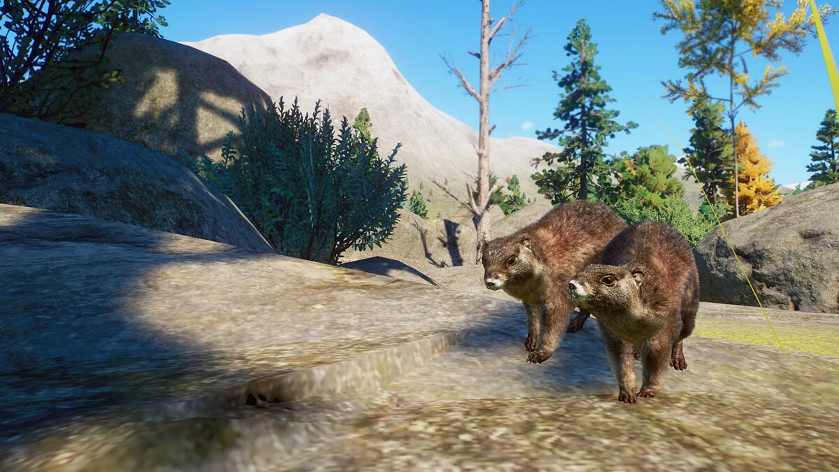 Planet Zoo — Желтобрюхий сурок