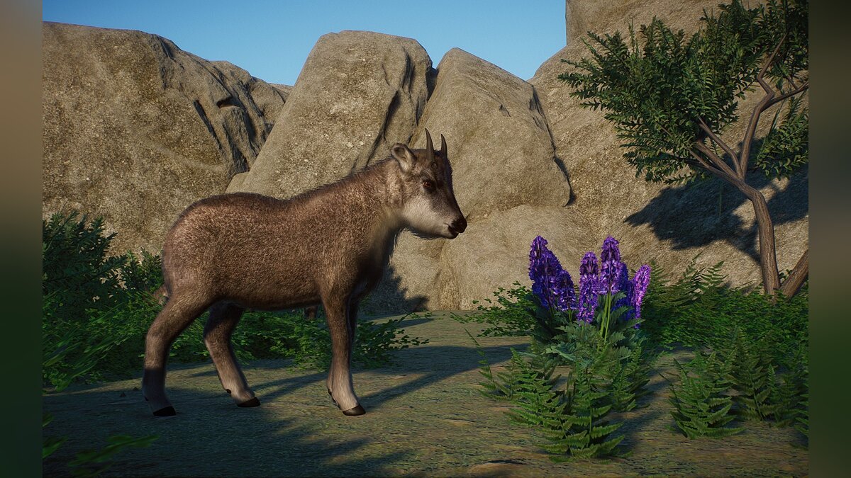 Planet Zoo — New species - long-tailed goral