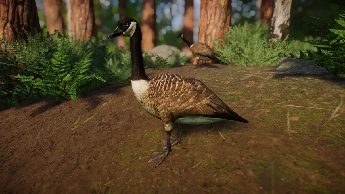 Planet Zoo — Canada goose - a new species