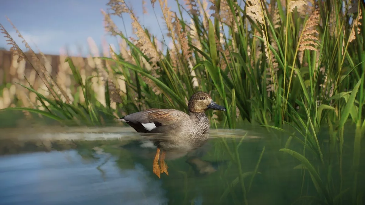 Planet Zoo — Gadwall duck - new species