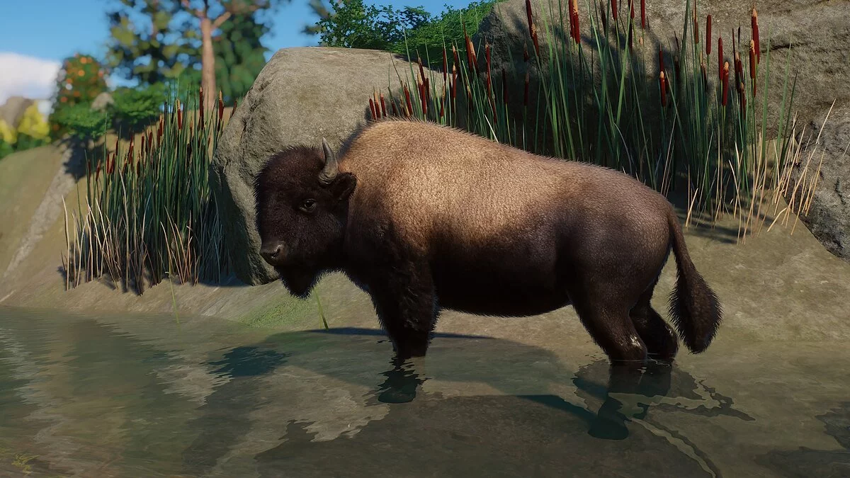 Planet Zoo — Лісовий бізон - нові види
