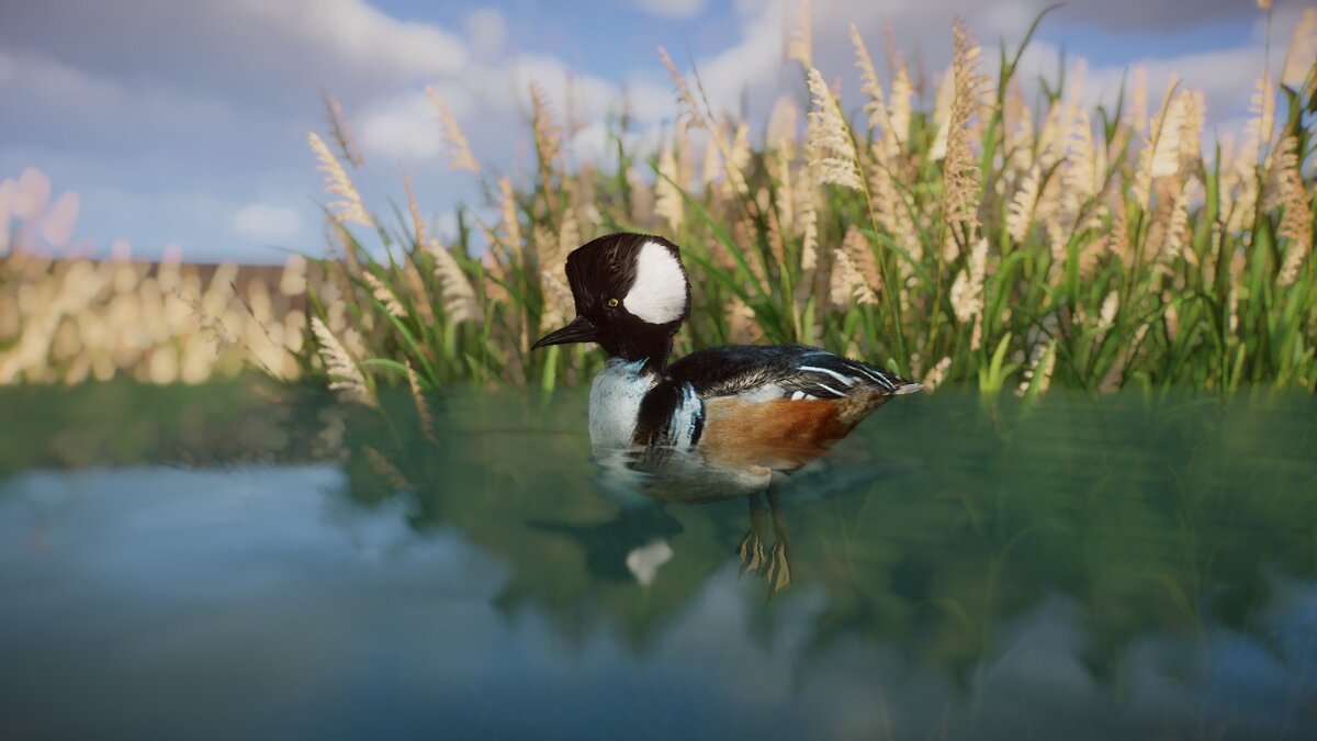 Planet Zoo — Hooded merganser duck - new species