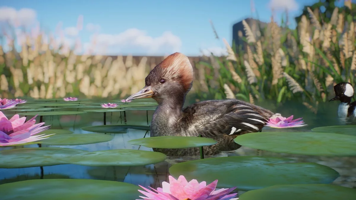 Planet Zoo — Утка-крохальщик с капюшоном - новые виды