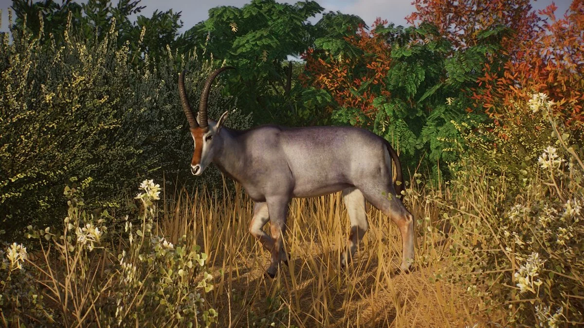 Planet Zoo — Espalda azul - nueva especie