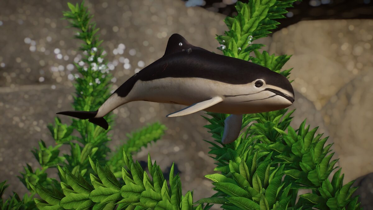 Planet Zoo — New species - spectacled porpoise