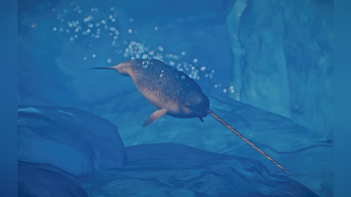 Planet Zoo — New species - Narwhal