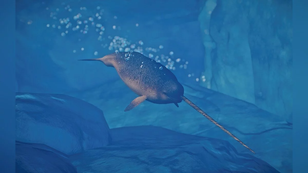 Planet Zoo — New species - Narwhal