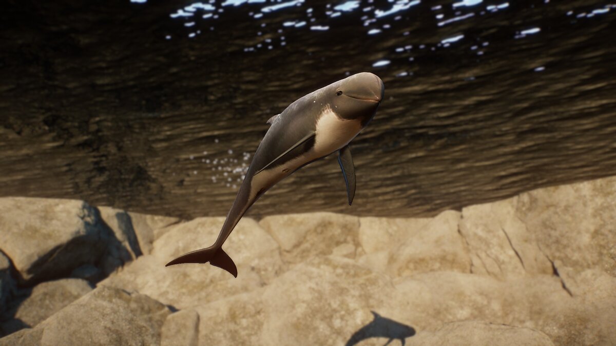 Planet Zoo — Dolphin Risso