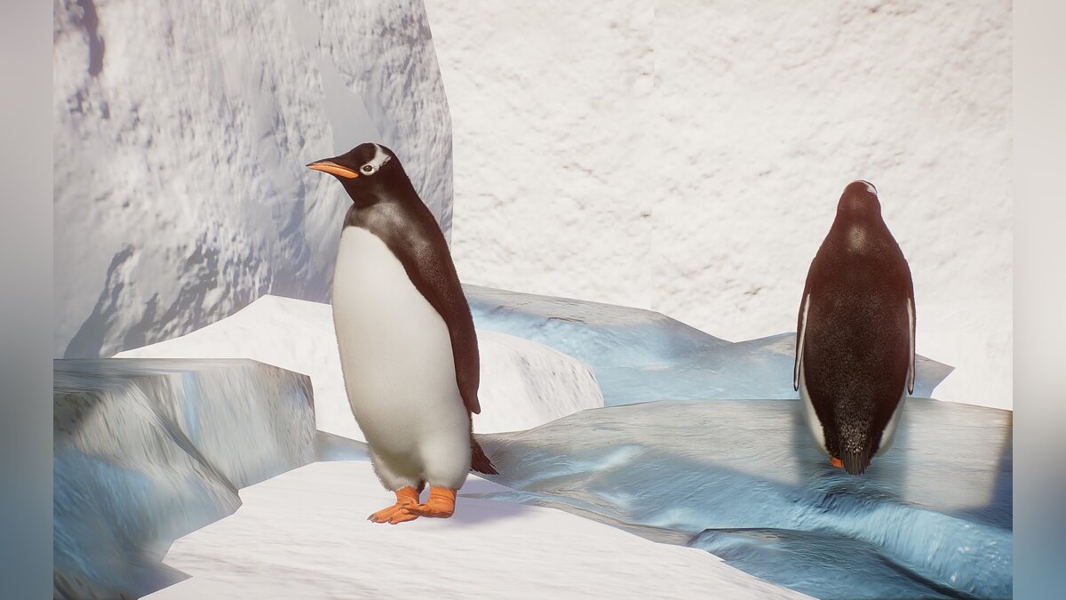 Planet Zoo — King Penguin - new species