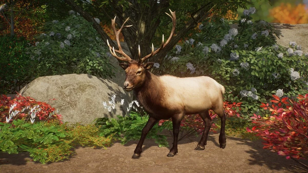 Planet Zoo — Roosevelt Elk - Nueva especie