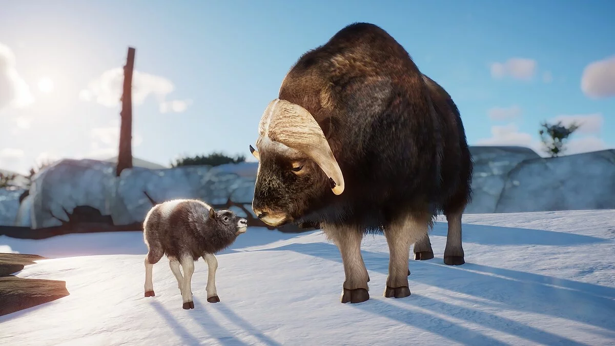 Planet Zoo — Овцебык - новый вид