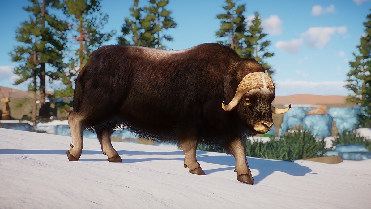 Planet Zoo — Muskox - a new species