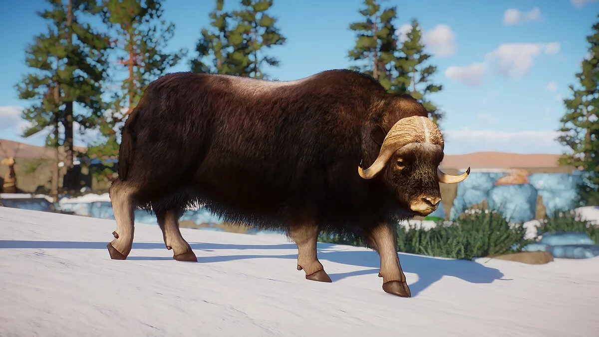 Planet Zoo — Buey almizclero: una nueva especie