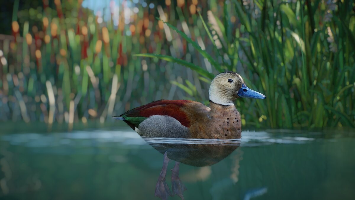 Planet Zoo — Turquoise ring-necked duck - new species