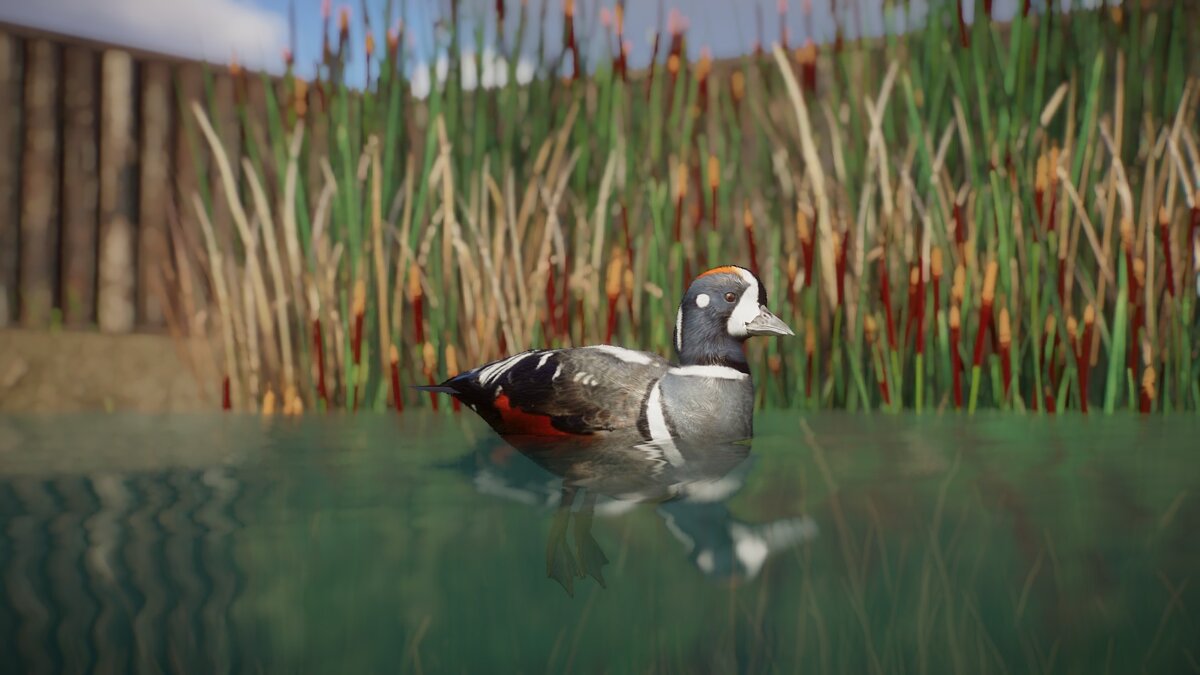 Planet Zoo — Harlequin duck - new species