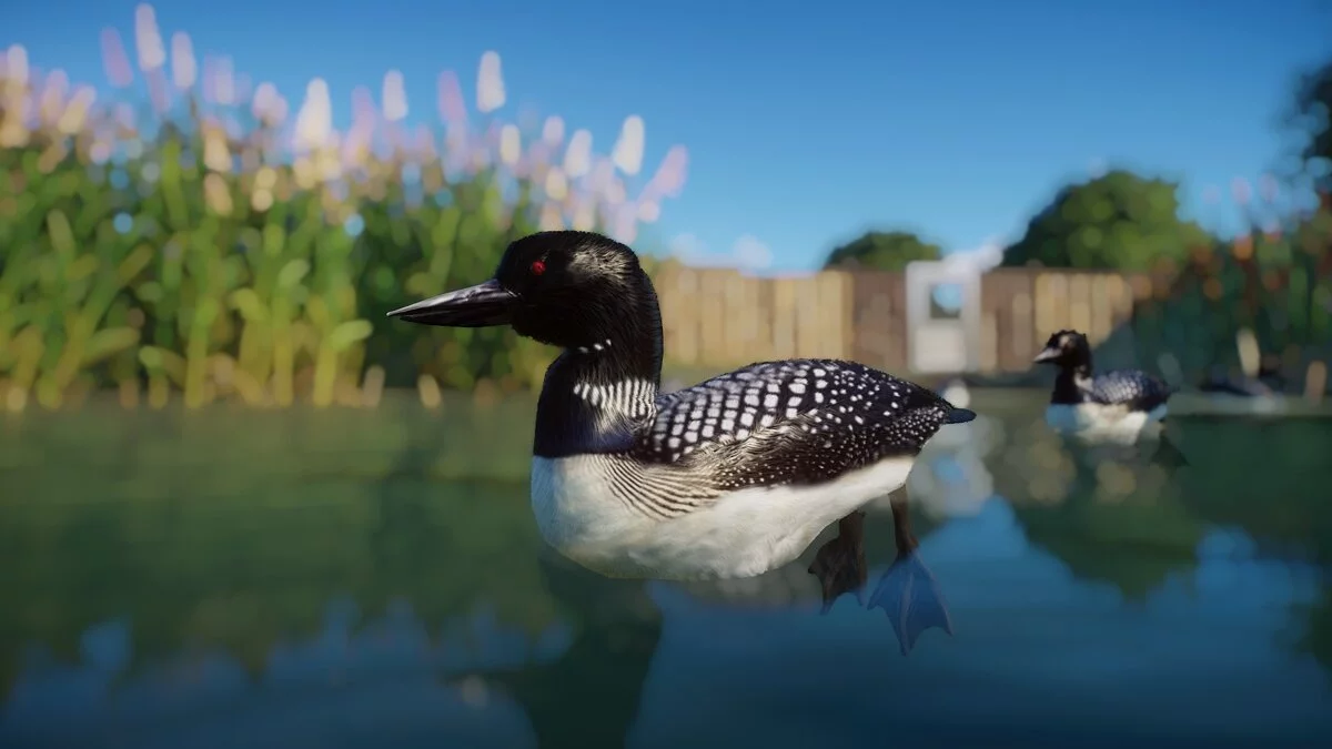 Planet Zoo — Common loon - new species