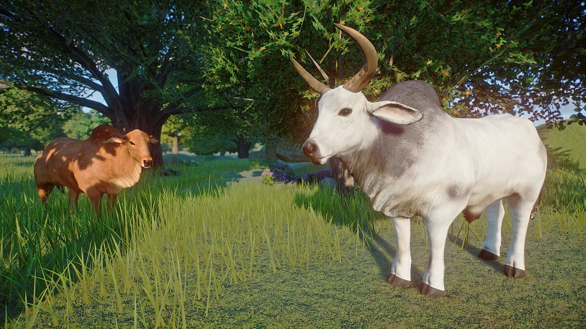 Planet Zoo — Zebu - a new species