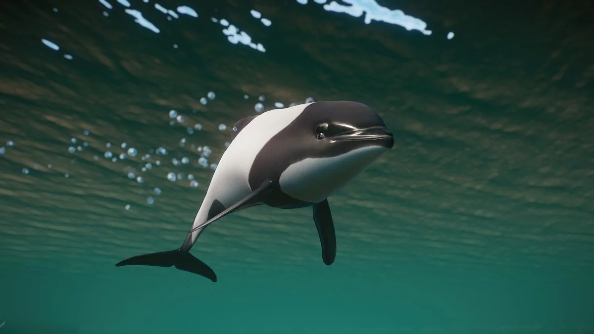 Planet Zoo — New species - Commerson's dolphin