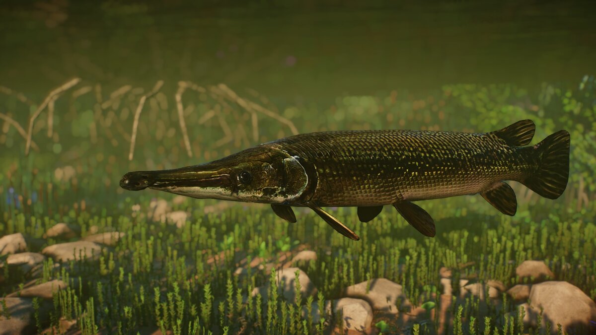 Planet Zoo — New species - Alligator Gar