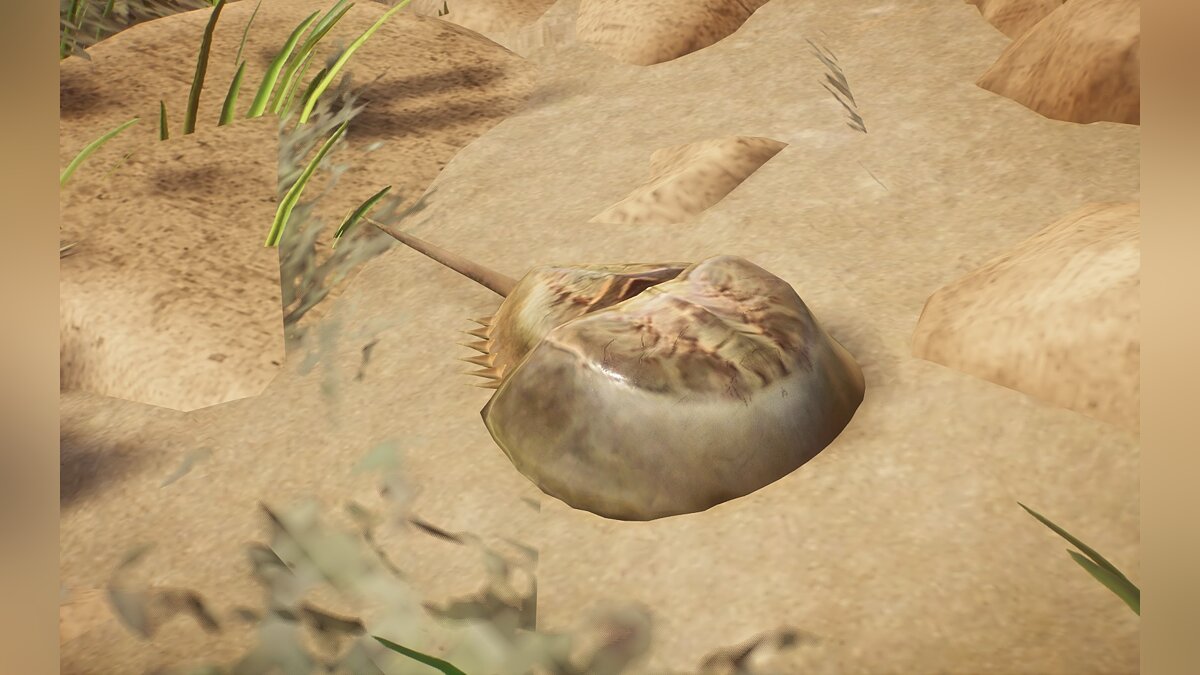 Planet Zoo — New species - Atlantic horseshoe crab